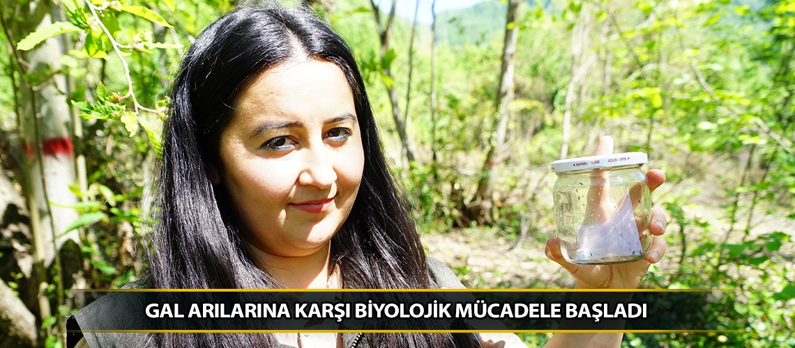 Gal arılarına karşı biyolojik mücadele başladı