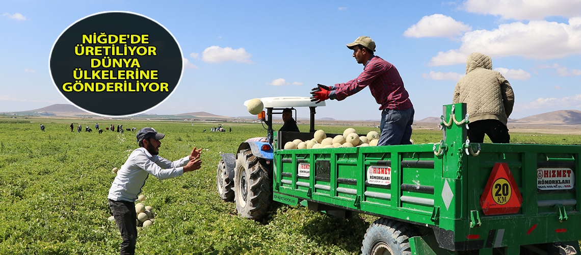 Niğde'de üretiliyor dünya ülkelerine gönderiliyor