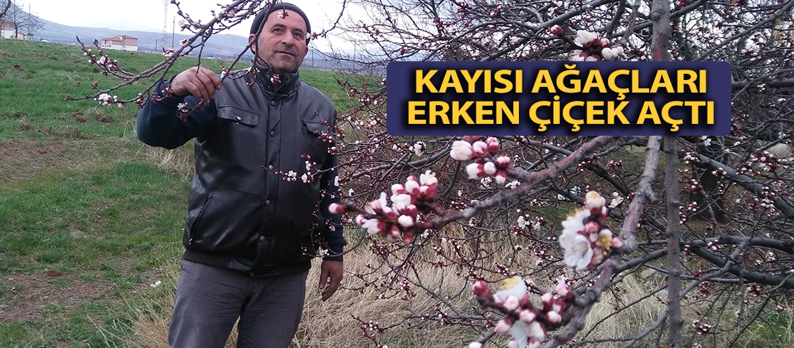 Kayısı ağaçları erken çiçek açtı