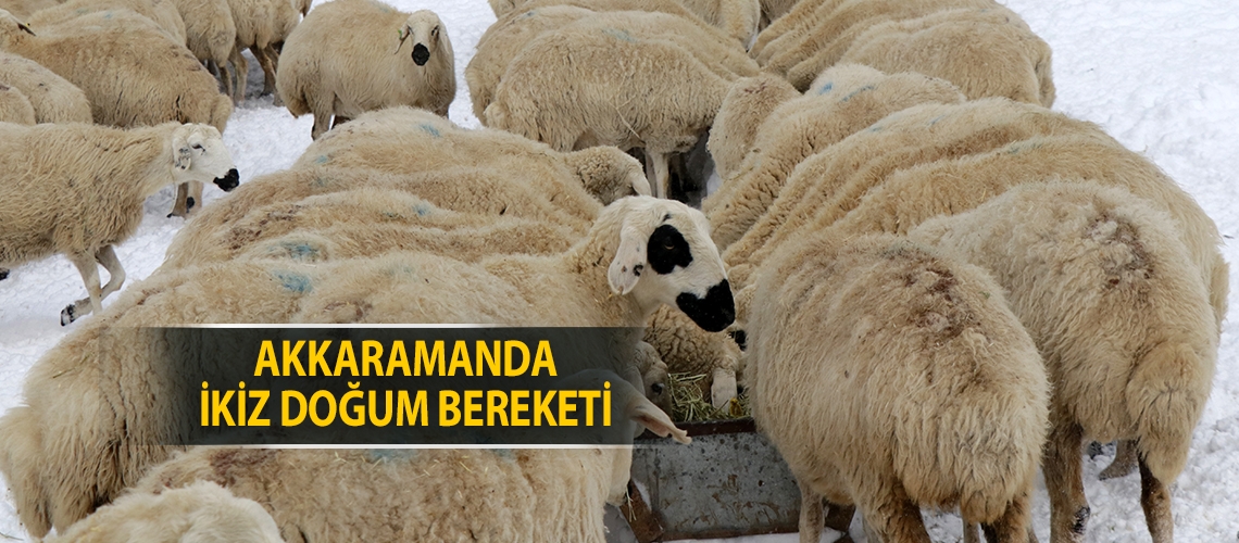 Akkaramanda ikiz doğum bereketi