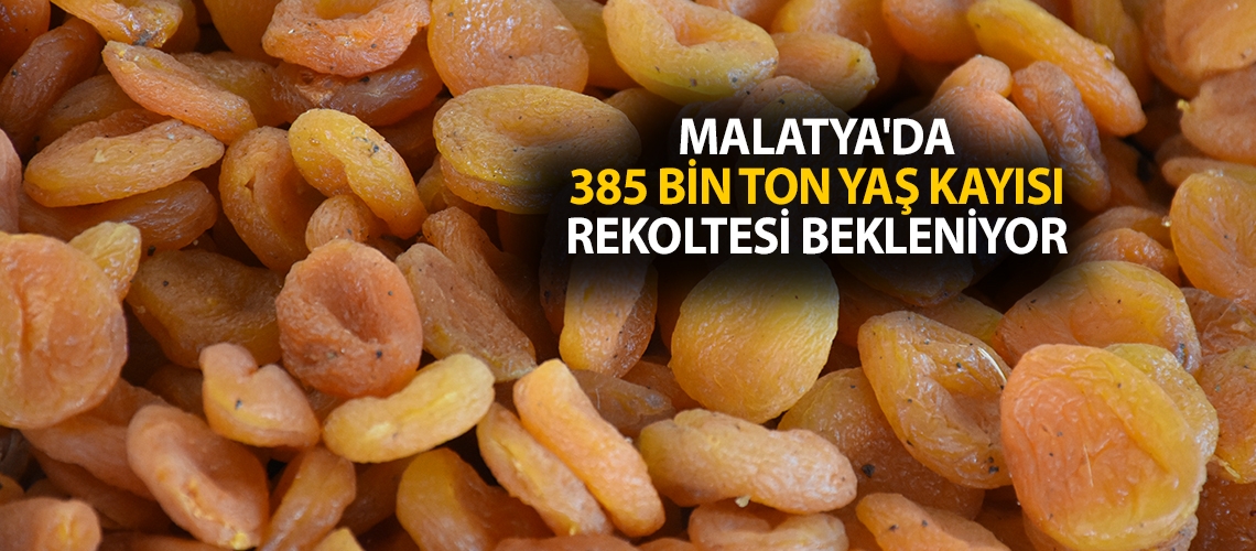 Malatya'da 385 bin ton yaş kayısı rekoltesi bekleniyor