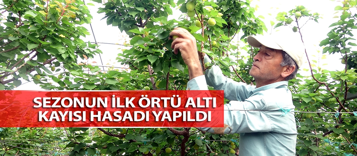 Sezonun ilk örtü altı kayısı hasadı yapıldı