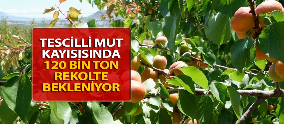 Tescilli Mut kayısısında 120 bin ton rekolte bekleniyor