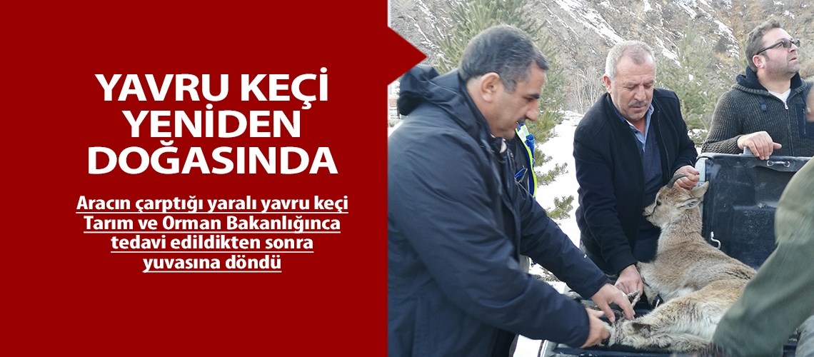 Yavru keçi yeniden doğasında