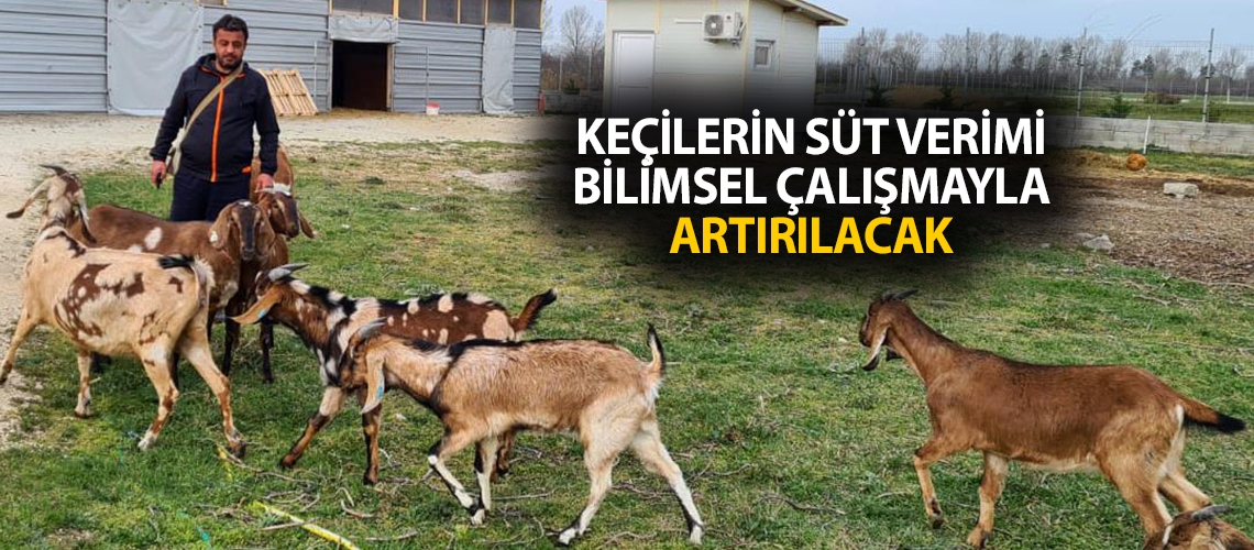 Keçilerin süt verimi bilimsel çalışmayla artırılacak