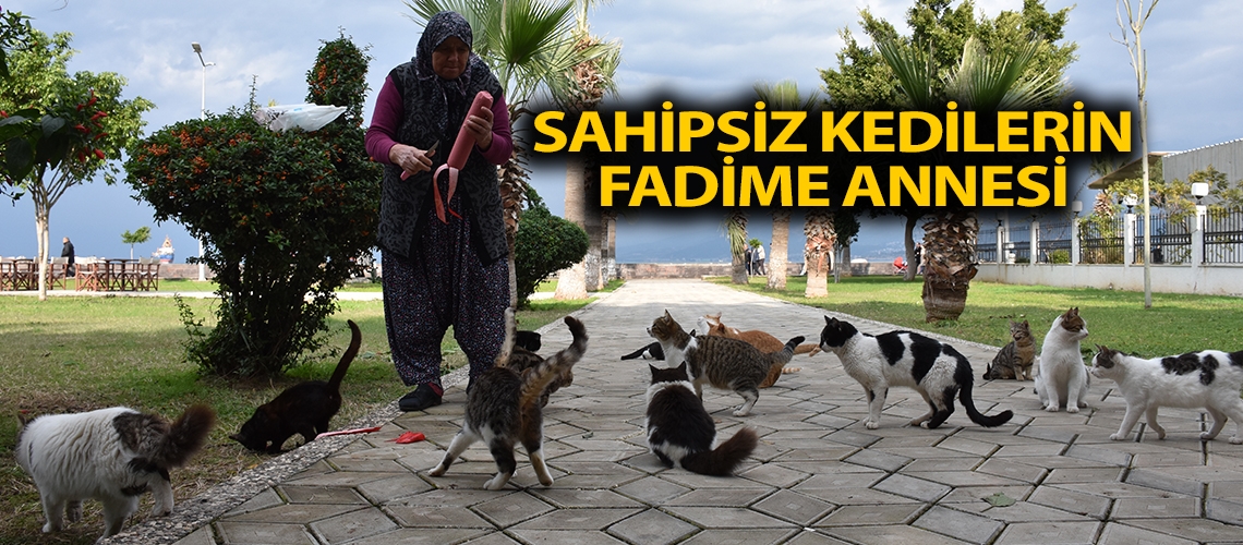 Sahipsiz kedilerin Fadime annesi