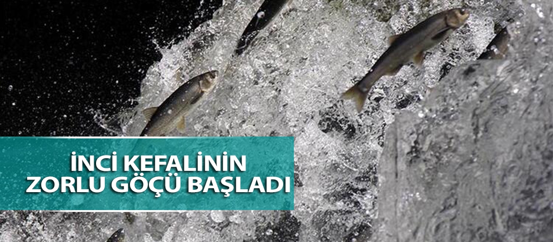 İnci kefalinin zorlu göçü başladı