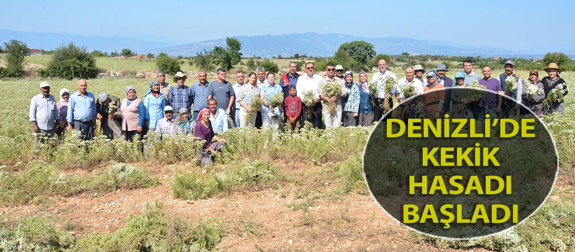 Denizli’de kekik hasadı başladı