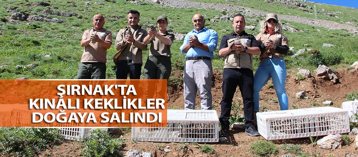 Şırnak'ta kınalı keklikler doğaya salındı