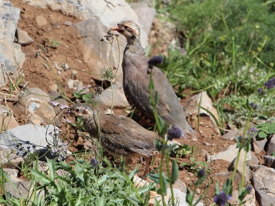 Şırnak'ta kınalı keklikler doğaya salındı