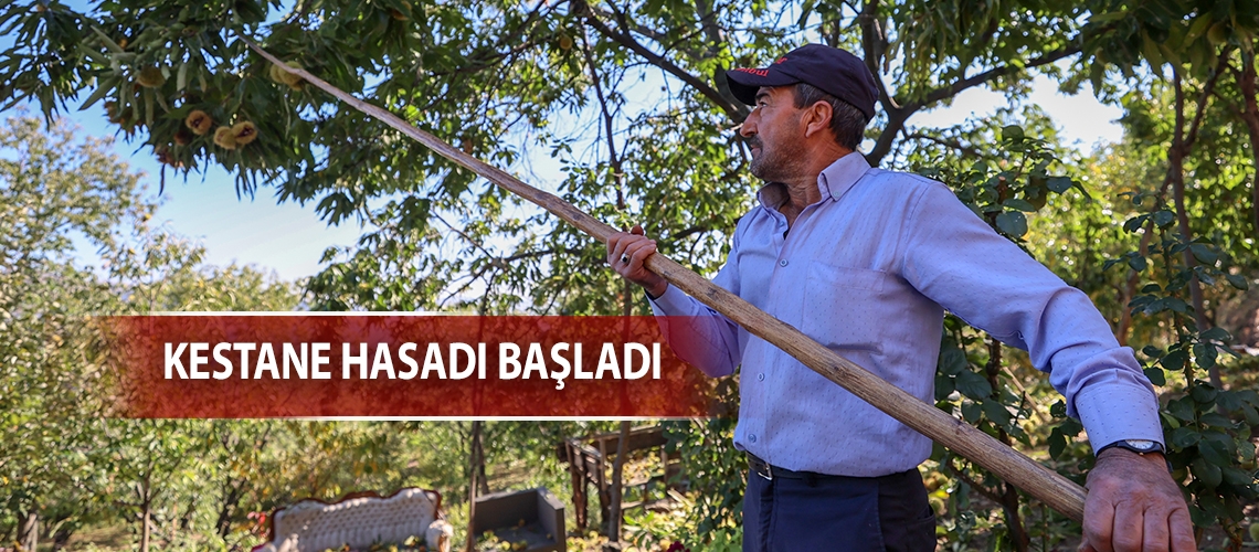 Kestane hasadı başladı