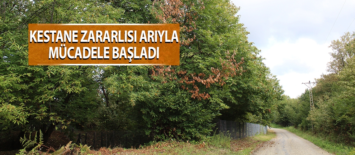 Kestane zararlısı arıyla mücadele başladı