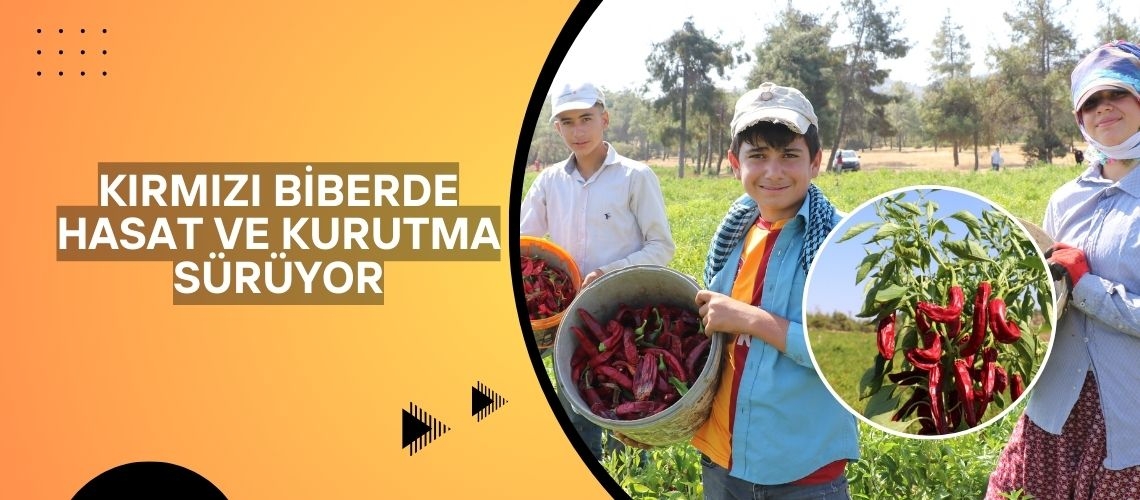 Kırmızı biberde hasat ve kurutma sürüyor