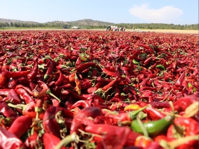 Kırmızı biberde hasat ve kurutma sürüyor