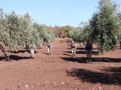 Zeytin hırsızlarına karşı tedbirler artırıldı