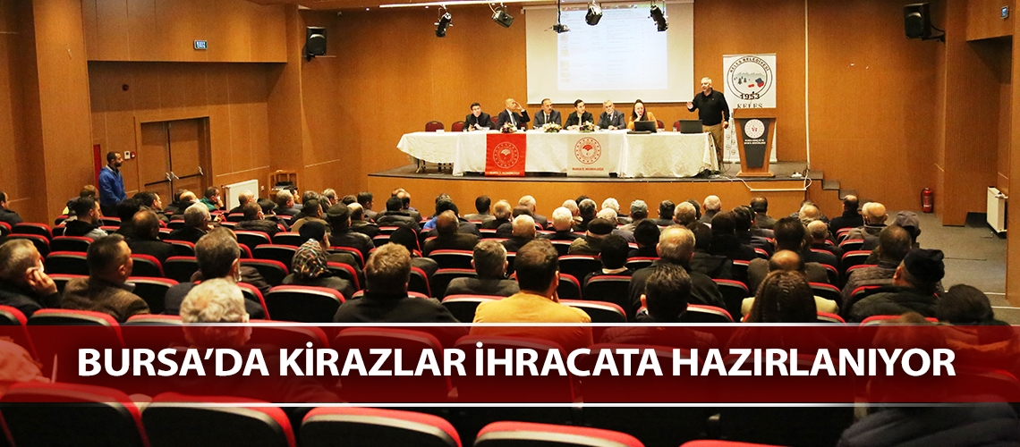 Bursa’da kirazlar ihracata hazırlanıyor