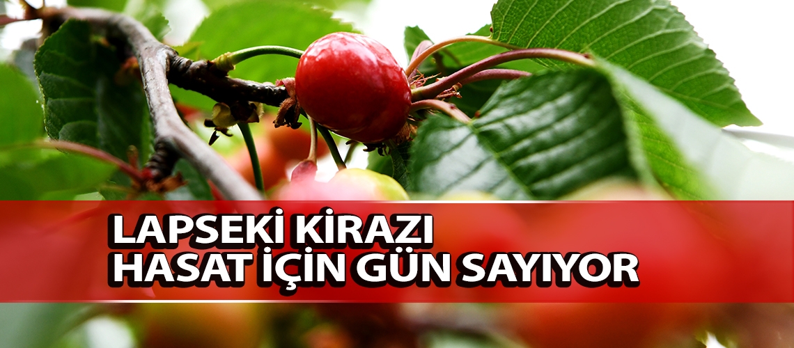 Lapseki kirazı hasat için gün sayıyor