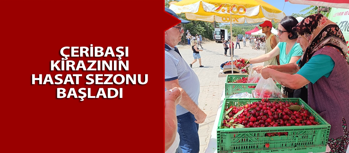 Çeribaşı kirazının hasat sezonu başladı