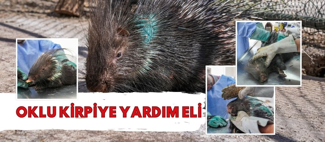 Oklu kirpiye yardım eli