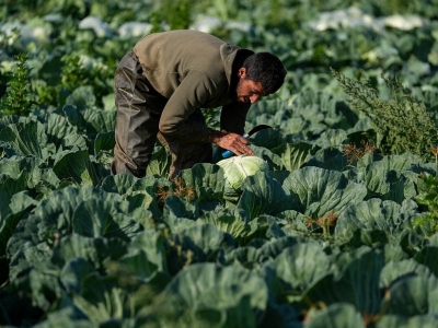 Kışlık sebze hasadında sıcaklık rötarı