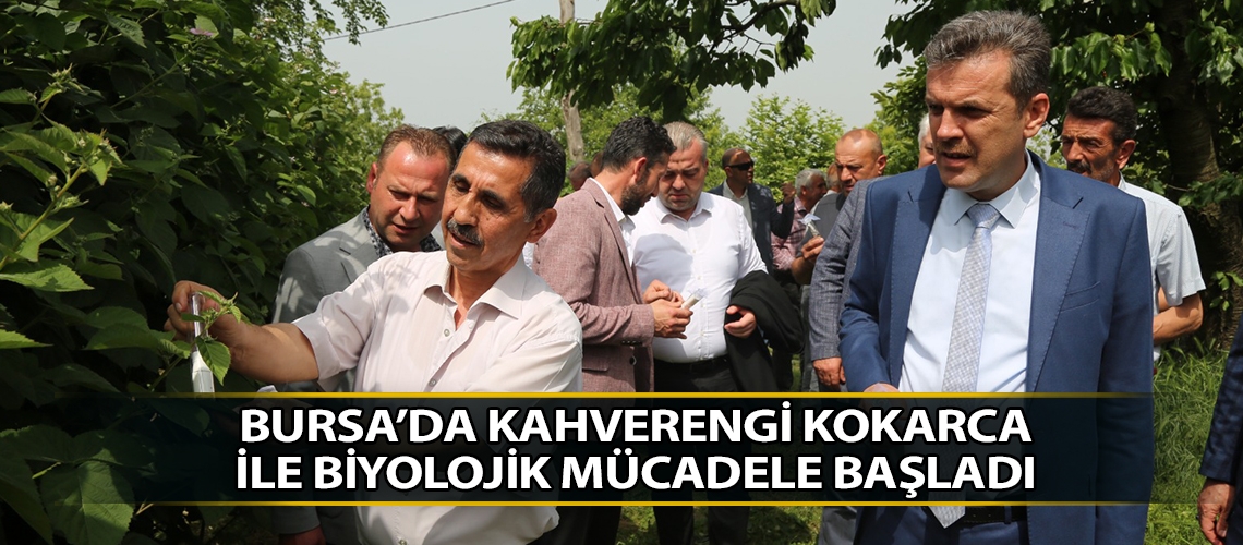 Bursa’da kahverengi kokarca ile biyolojik mücadele başladı