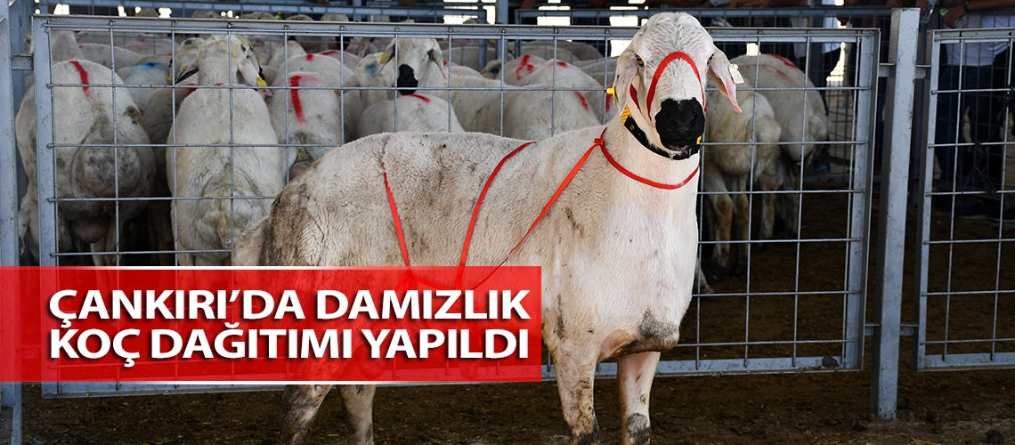 Çankırı’da damızlık koç dağıtımı yapıldı