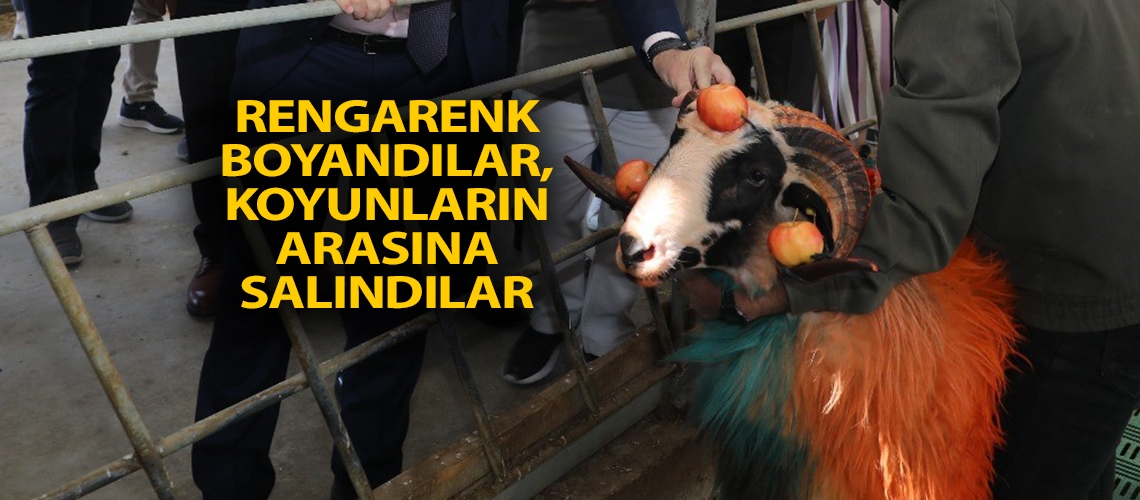 Rengarenk boyandılar, koyunların arasına salındılar