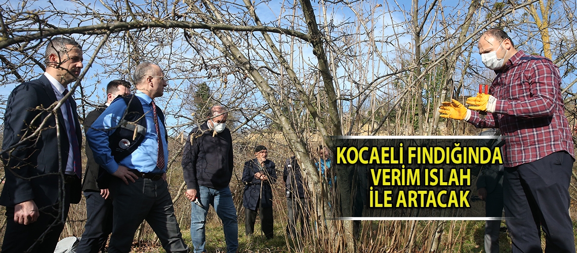 Kocaeli fındığında verim ıslah ile artacak