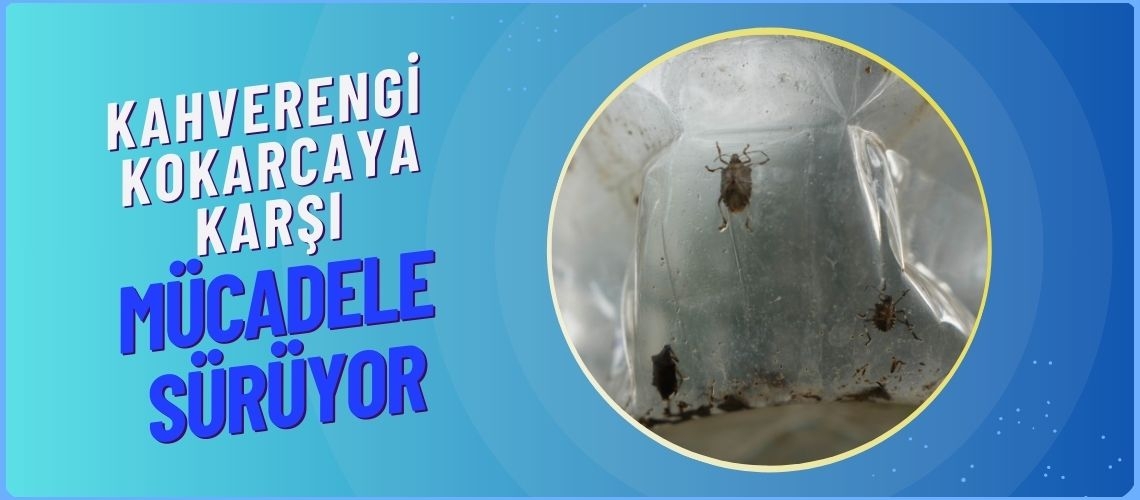 Kahverengi kokarcaya karşı mücadele sürüyor