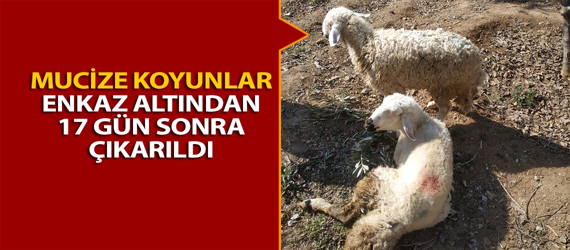 Mucize koyunlar enkaz altından 17 gün sonra çıkarıldı