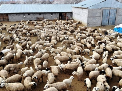 Erzincan’da küçükbaş hayvan başarısı