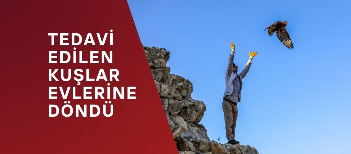 Tedavi edilen kuşlar evlerine döndü