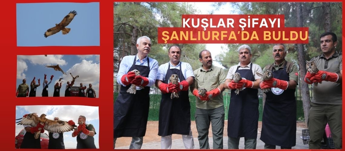 Kuşlar şifayı Şanlıurfa’da buldu