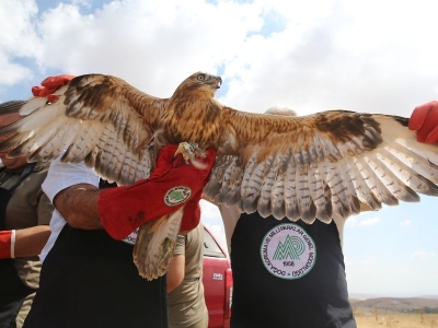 Kuşlar şifayı Şanlıurfa’da buldu