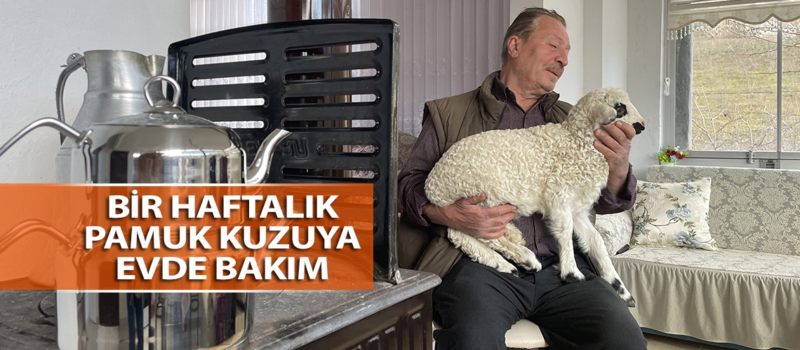 Bir haftalık Pamuk kuzuya evde bakım