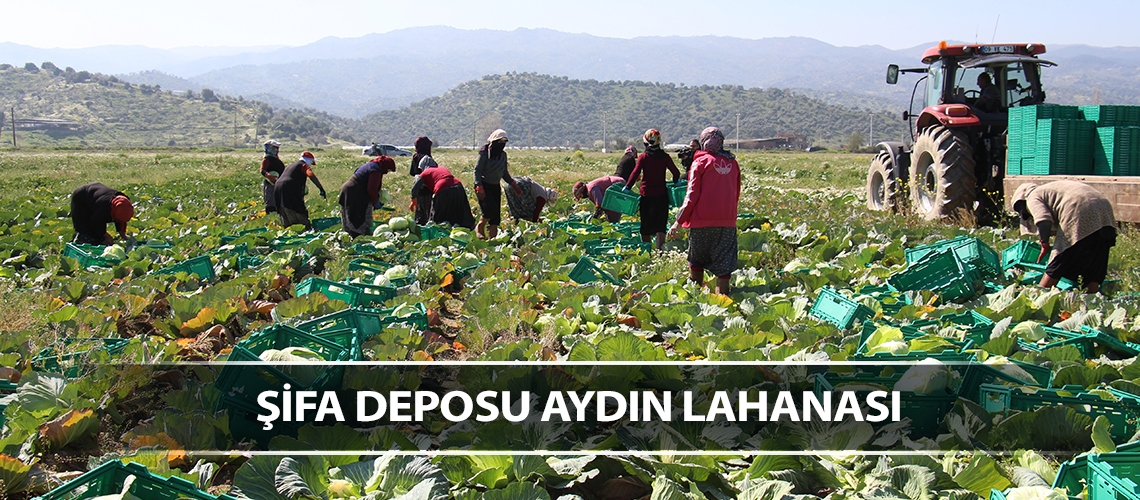 Şifa deposu Aydın lahanası