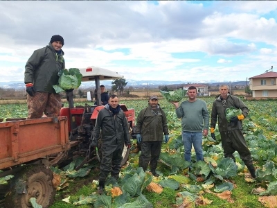 Samsun lahanası sezonu yüksek verimle kapatıyor