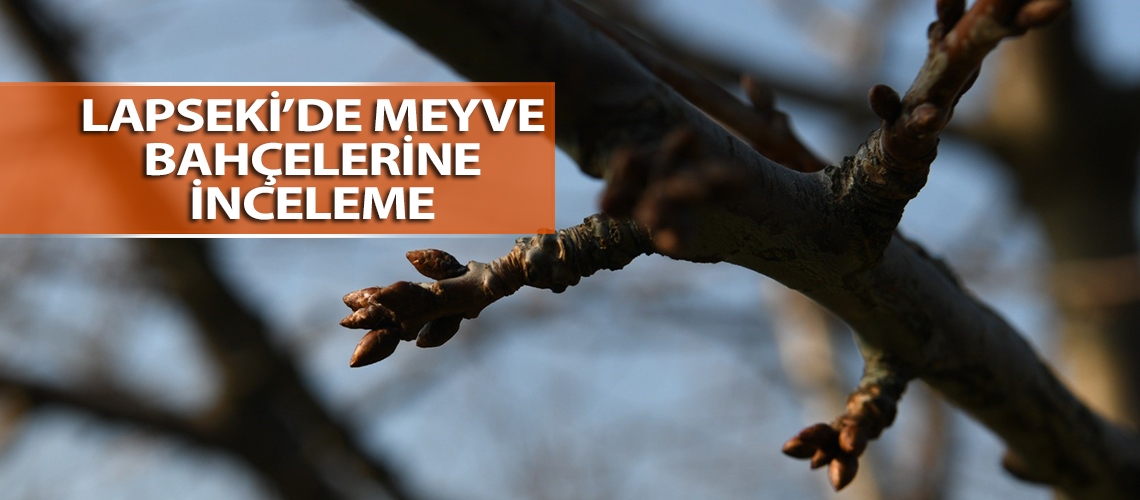 Lapseki’de meyve bahçelerine inceleme