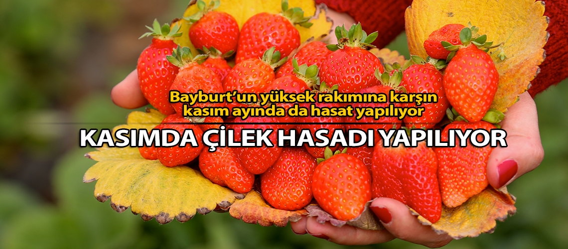 Kasımda çilek hasadı yapılıyor