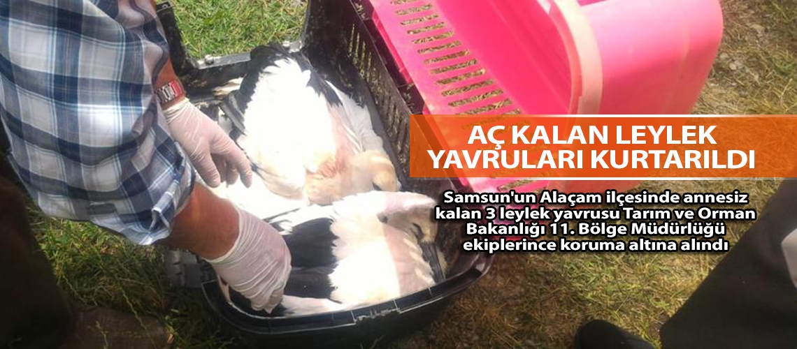 Aç kalan leylek yavruları kurtarıldı