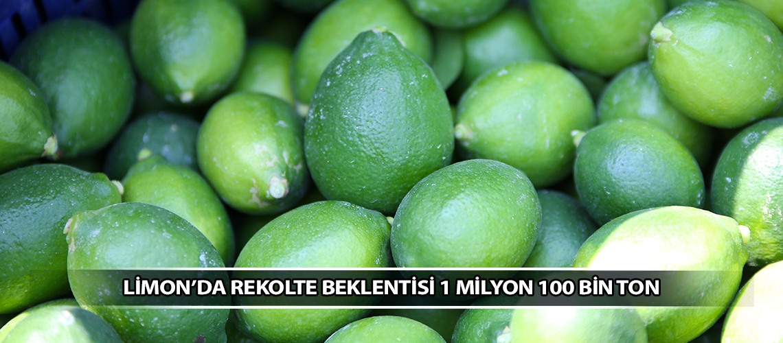 Limon’da rekolte beklentisi 1 milyon 100 bin ton