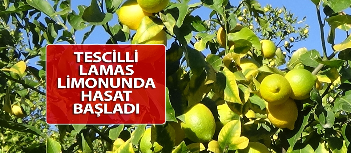 Tescilli Lamas limonunda hasat başladı