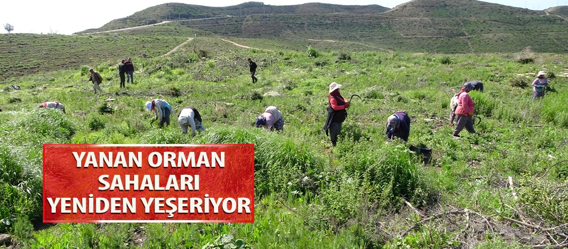 Yanan orman sahaları yeniden yeşeriyor