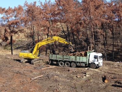 Yanan ormanlık alanlar yeni fidanlara hazırlanıyor