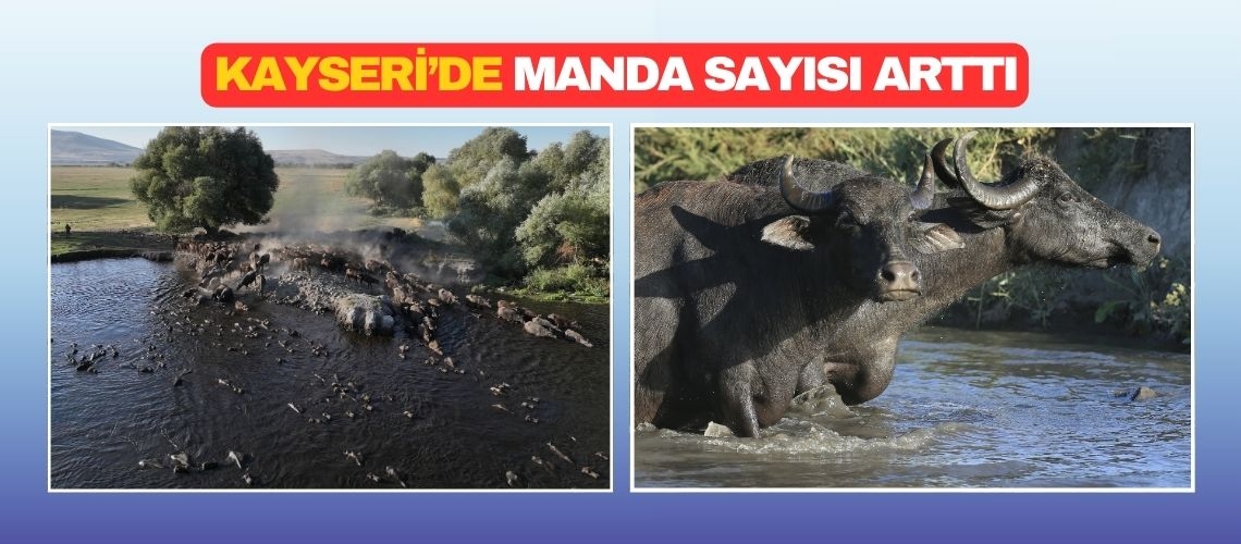 Kayseri’de manda sayısı arttı