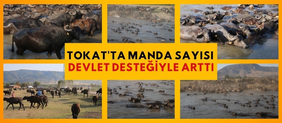 Tokat'ta manda sayısı devlet desteğiyle arttı