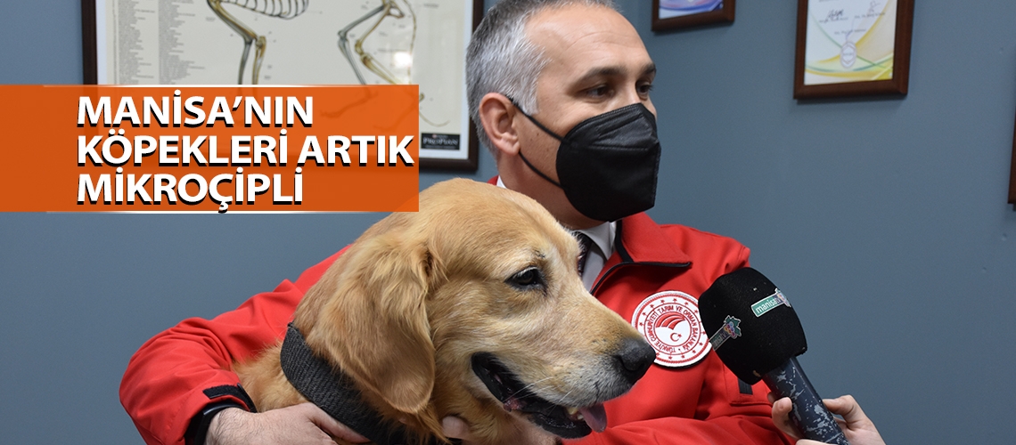 Manisa’nın köpekleri artık mikroçipli