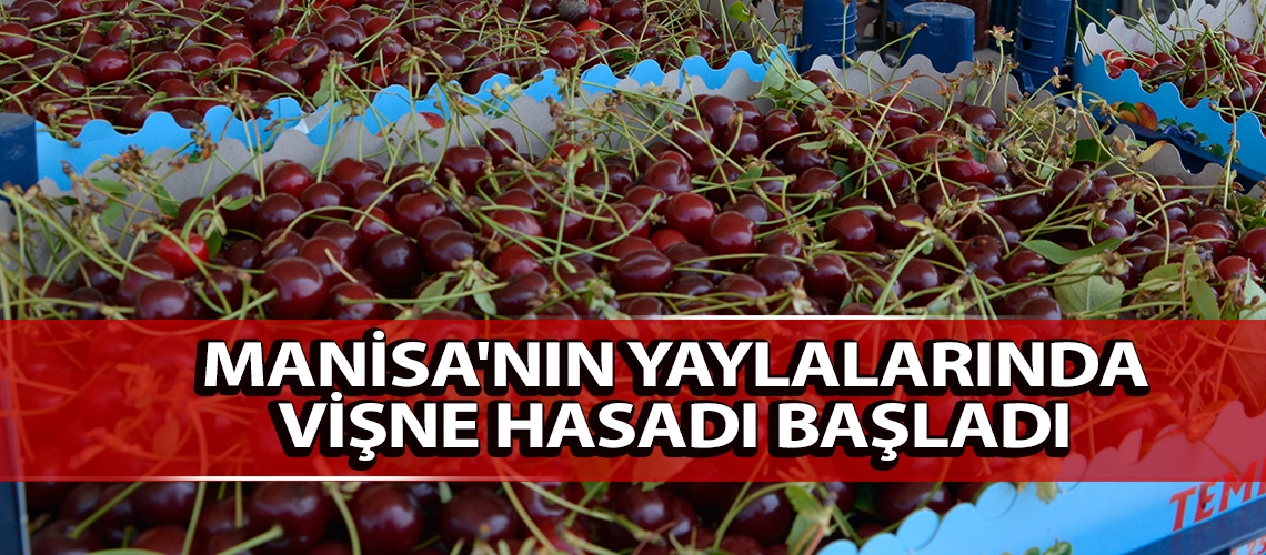 Manisa'nın yaylalarında vişne hasadı başladı