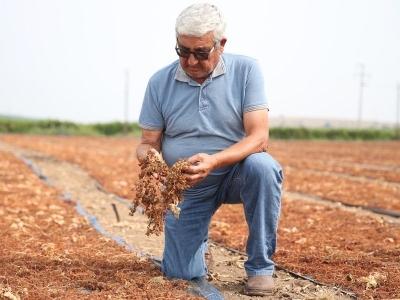 Sağanak üzümü vurdu