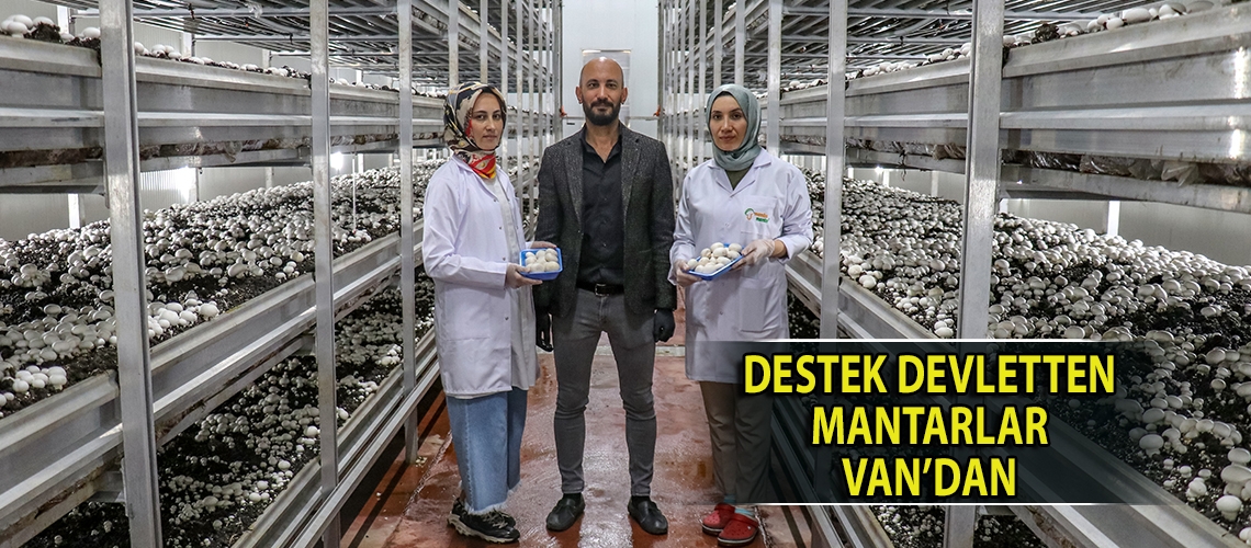 Destek Devletten mantarlar Van’dan